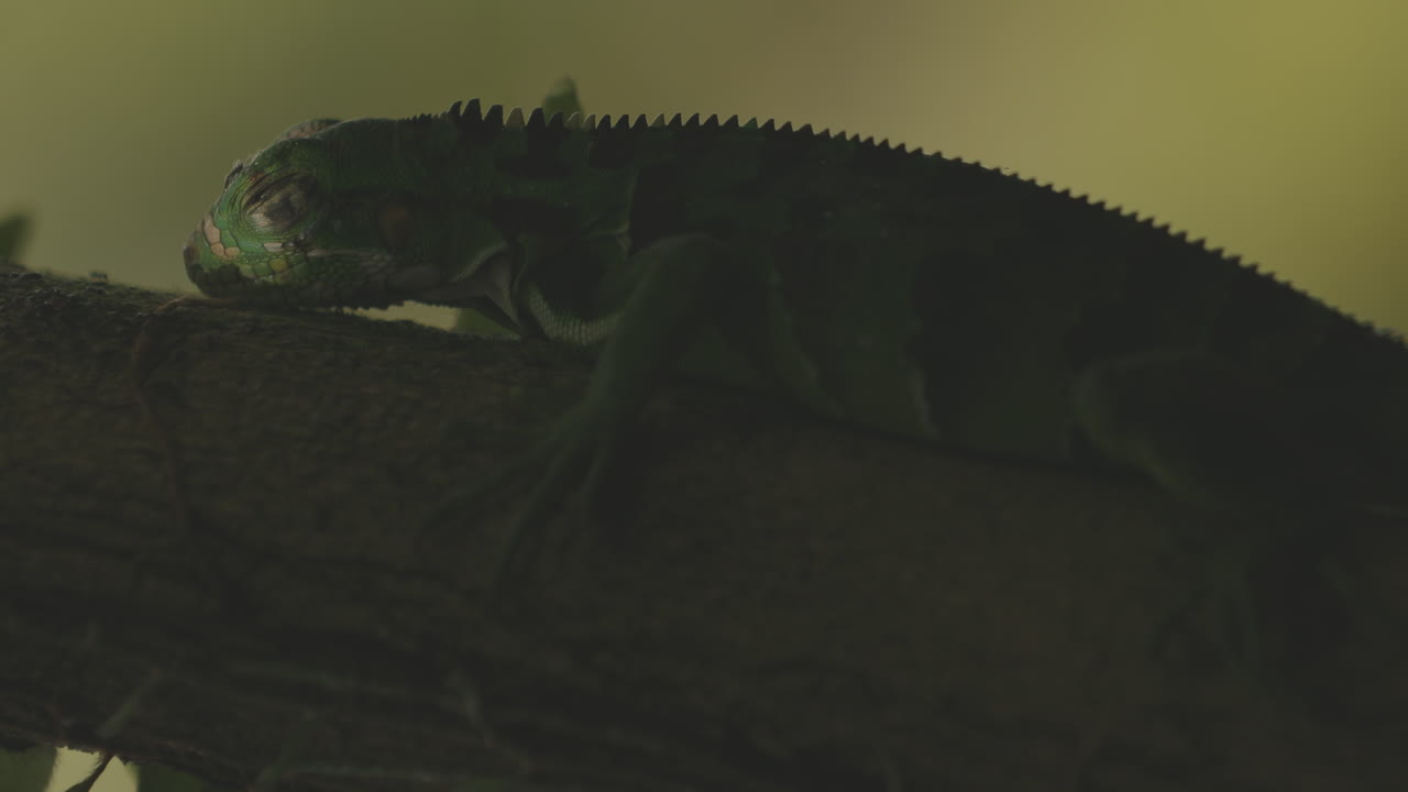 개미가 지나가는 동안 얼굴에 햇빛이 있는 녹색 이구아나 - 브라질의 아마존 열대우림