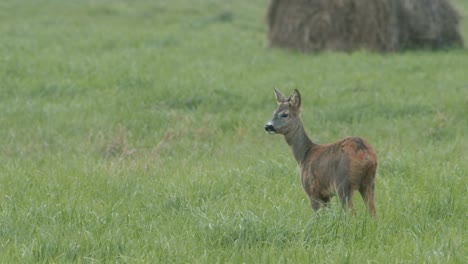 roe deer in dawn dusk evening autumn light between hay rolls eating playing