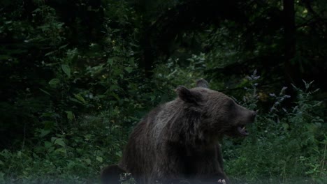 large brown bear sitting down on edge of forest and chewing on animal bone