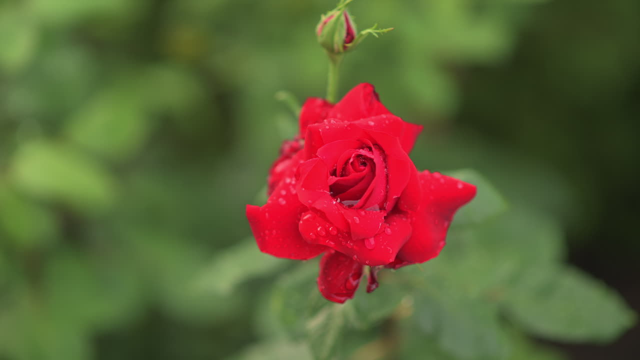 Vivid close up of red roses covered in dew drops after rain