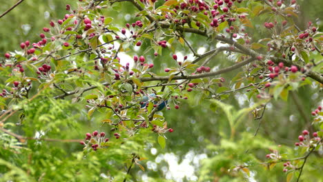 Indigo-bunting-bird-eat-berries-on-rainy-day-from-tree-branch-and-fly-away