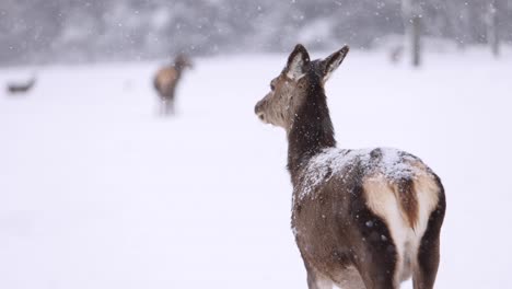 Alce-Alejándose-En-Tormenta-De-Nieve-Slomo