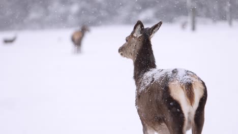 alce alejándose en tormenta de nieve slomo