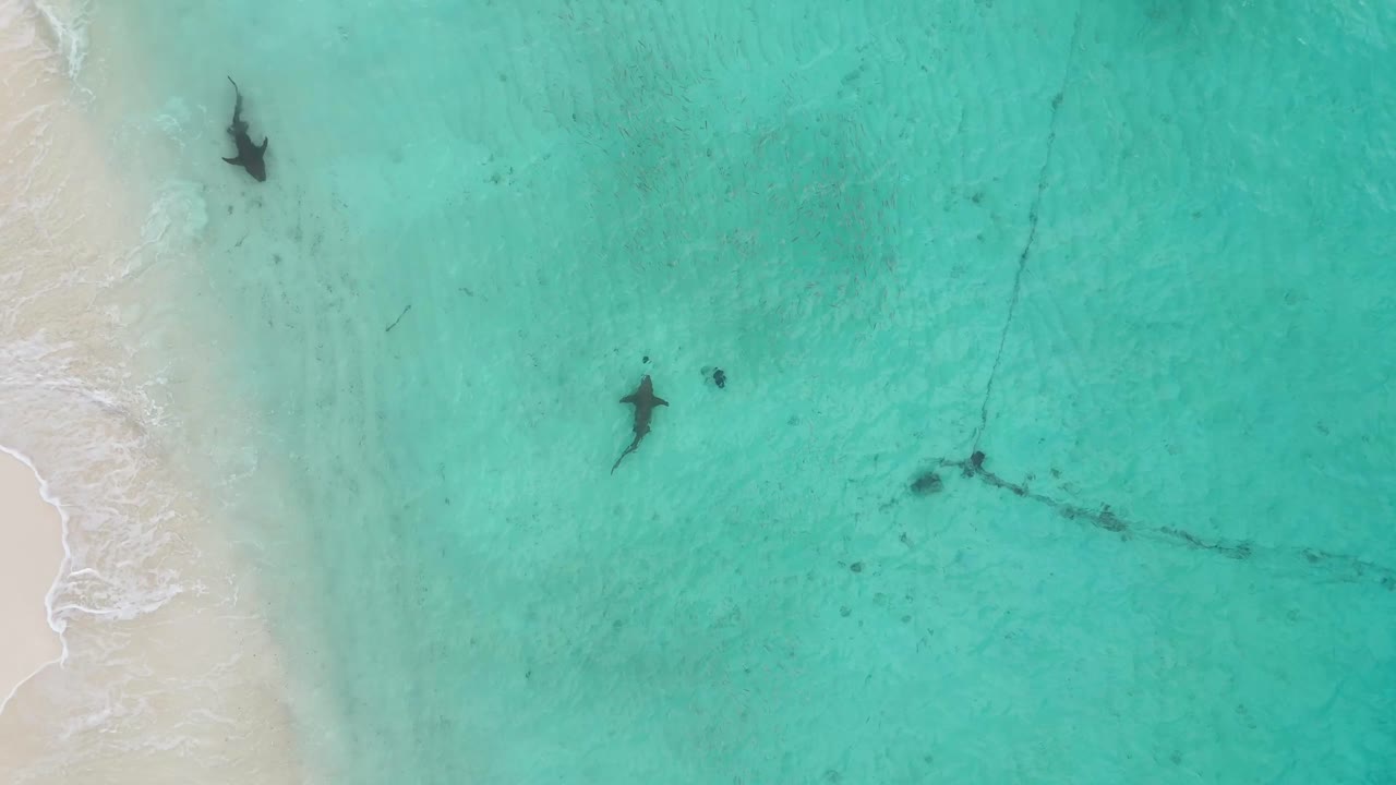 Vista aerea a volo d'uccello di squali che nuotano in acque turchesi poco profonde, Maldive 4K