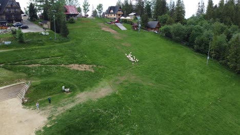 Überflug-Einer-Schafherde,-Die-Auf-Ackerland-In-Der-Nähe-Der-Polnischen-Tatry-Berge-Weidet,-In-Der-Nähe-Von-Zakopane,-Polen,-Und-Seinem-Berühmten-Gubalowka-Hügel---4k-30fps-Reibungslose-Vorwärtsverfolgung