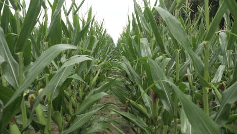 tracking shot down a row of corn in a field