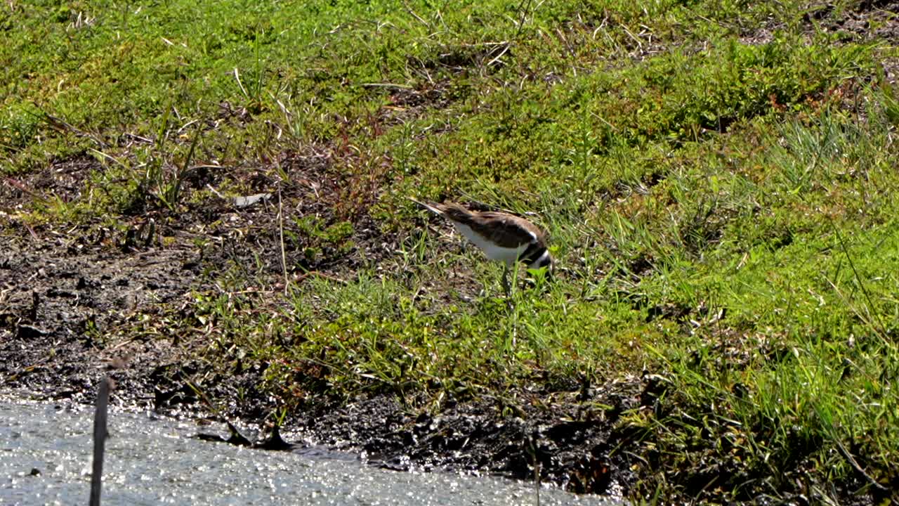 Killdeer walking in the grass