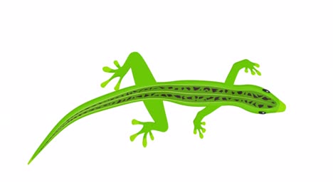 lizard. animation of a reptile animal. cartoon