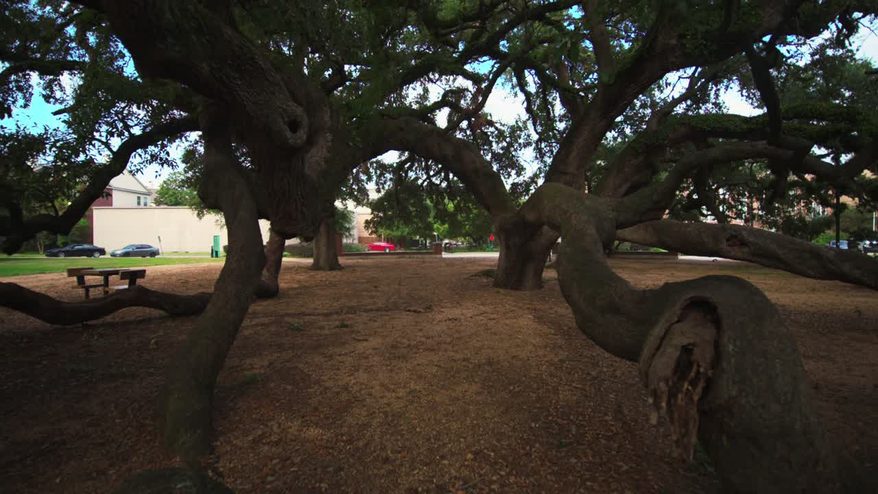 큰 오크 나무 가 있는 도시 공원