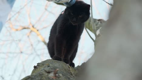 stroking a black cat that sits on a tree branch on the head and back