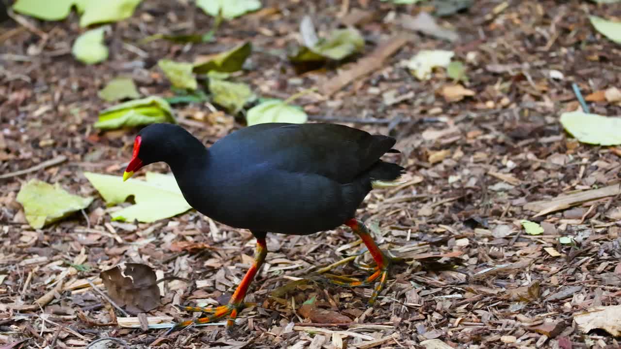 gallinula hawaiana caminando por el suelo cubierto de hojas