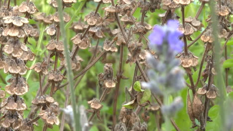 dried basil and lavender plants in a garden