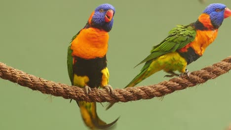 pequeños loros de pie en la rama contra un fondo verde con espacio de copia