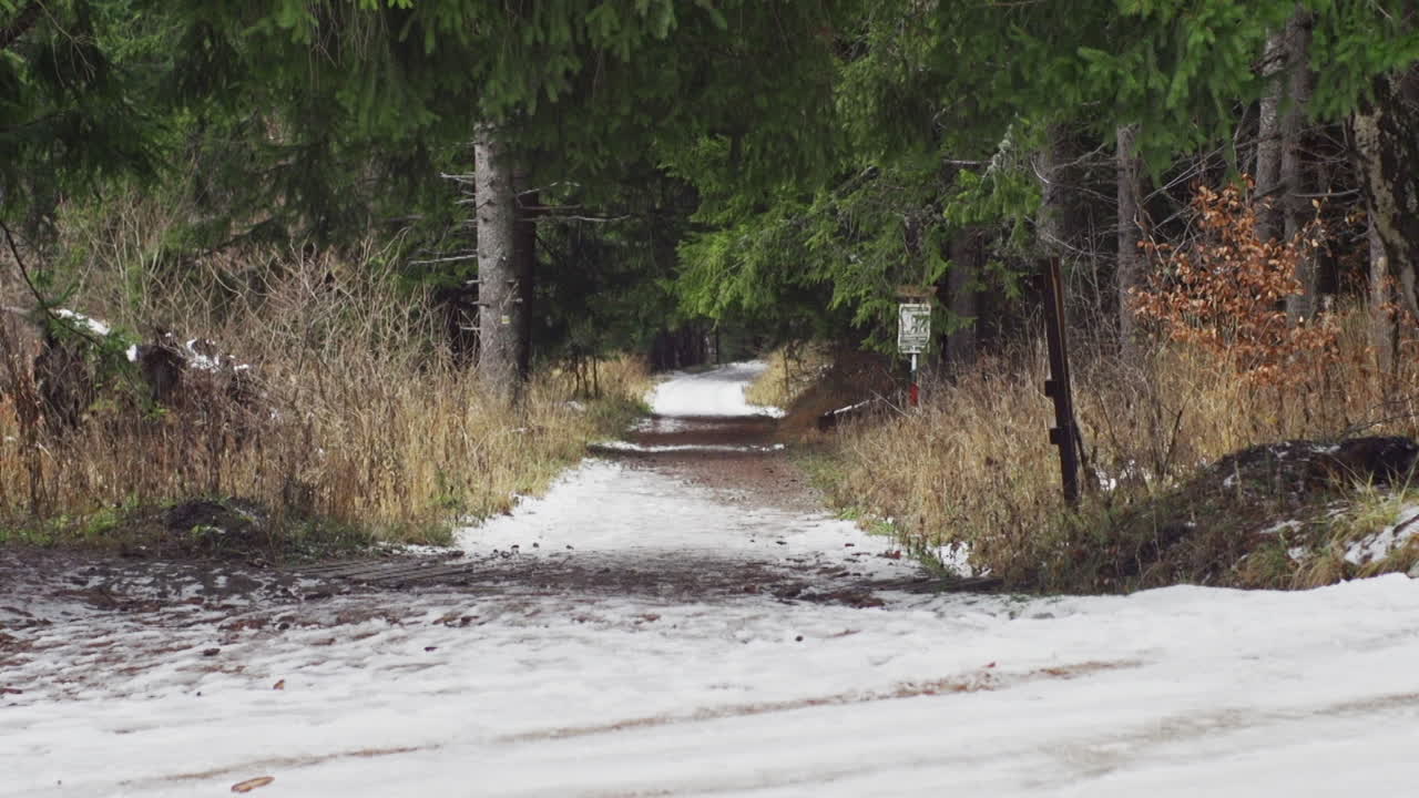A beautiful nature video of a snowy mountain road , pine, fir and birch trees and footsteps during winter on the Vitosha mountain in Sofia, Bulgaria