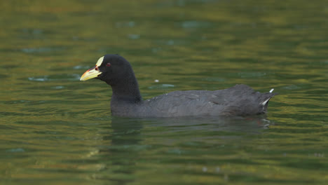 Red-gartered-Coot-swimming-and-feeding-on-algae-on-a-lake