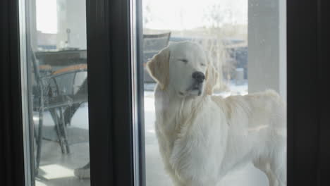 golden retriever looking through glass door