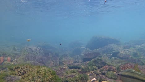 Un-Grupo-De-Pequeños-Peces-Nadan-Libremente-Bajo-El-Agua