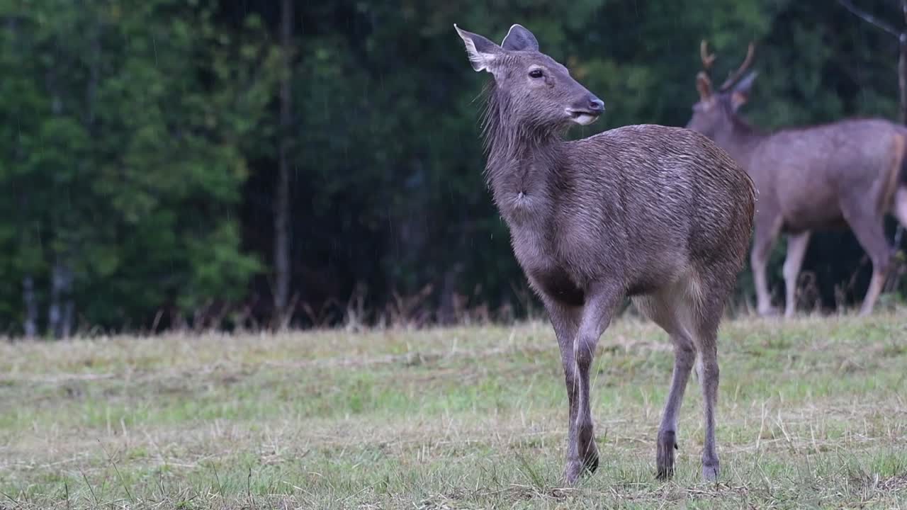 el ciervo sambar es una especie vulnerable debido a la pérdida de hábitat y la caza