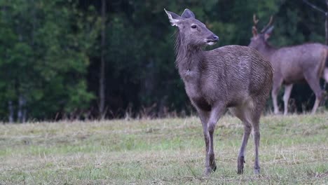 El-Ciervo-Sambar-Es-Una-Especie-Vulnerable-Debido-A-La-Pérdida-De-Hábitat-Y-La-Caza