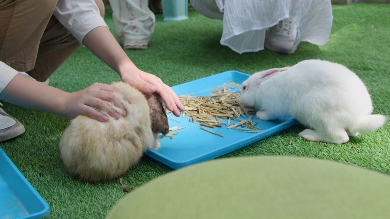 Close de uma criança acariciando suavemente coelhos que se alimentam em uma bandeja azul ao ar livre