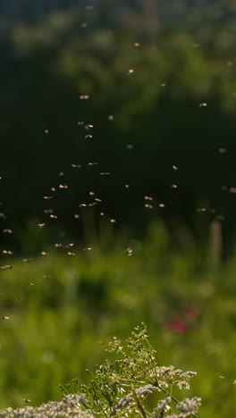 flies over flowers in garden