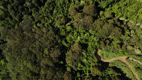 Walking-Trails-At-Lamington-National-Park---Lush-Green-Forest-Mountain-On-A-Sunny-Summer-Day---Gold-Coast-Hinterland-In-Canungra,-QLD,-Australia