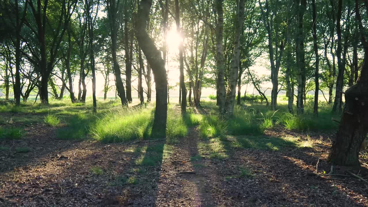 peaceful forest natural landscape with morning sunlight filtering through trees