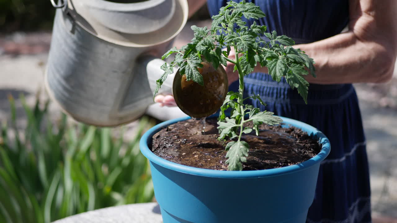 Primo piano di una giardiniera che usa un annaffiatoio sulle sue piante di pomodoro in terra fresca, al rallentatore