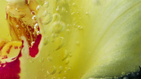 close-up of an orchid flower underwater