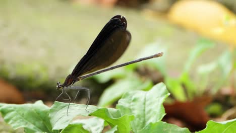 Atrocalopteryx-Atrata-Damselfly-Perched-on-Green-Leaf-Spreading-Wings-in-Slow-Motion---Macro