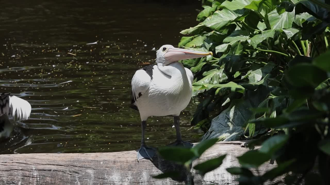 Pelicans Standing on Logs Above Pond in Tropical Wildlife Habitat