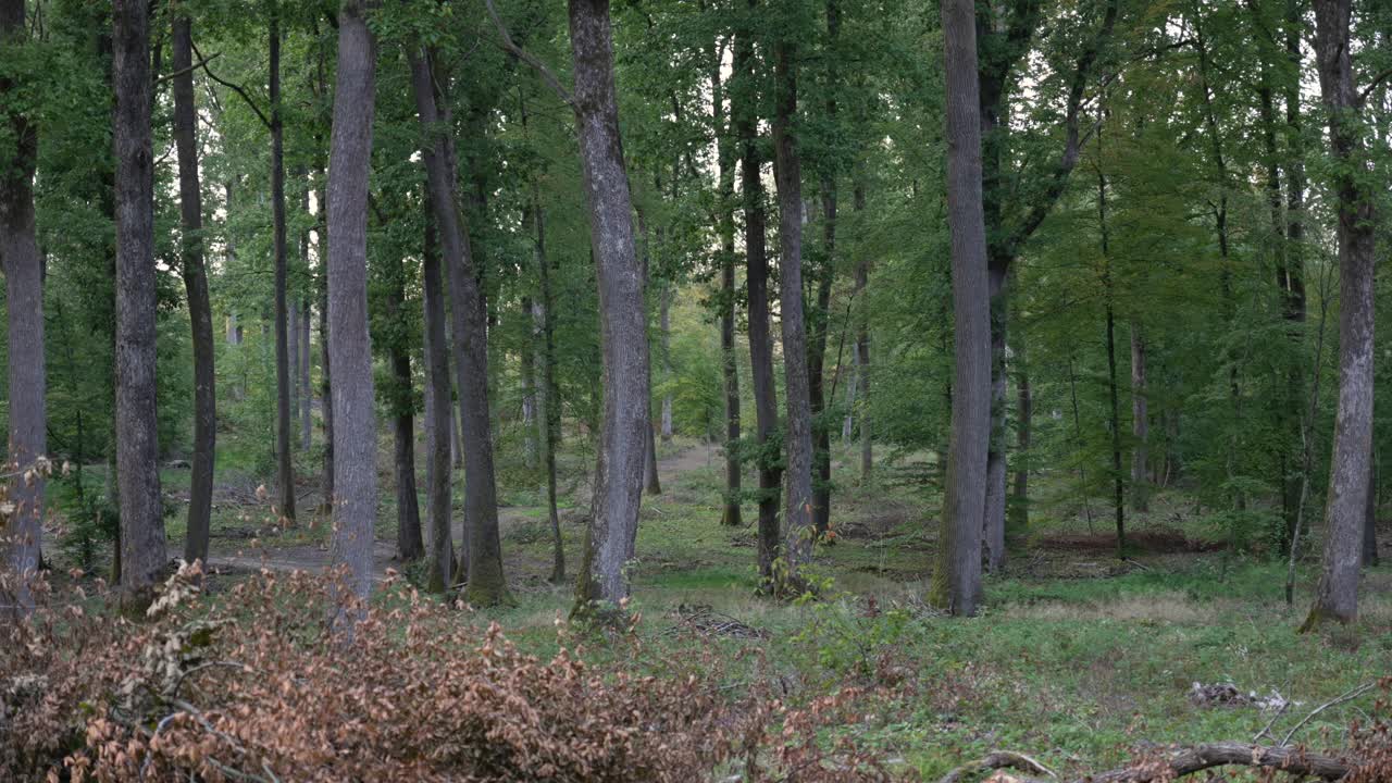 Pineta con alberi alti e rami a chioma verde, sentiero naturalistico nel bosco