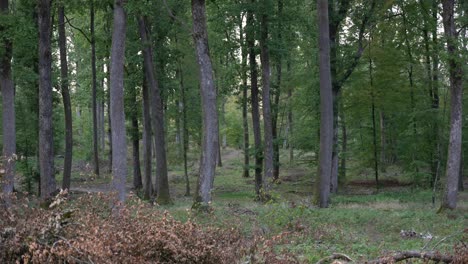 pine forest tall tree with green canopy branches, woodland nature trail