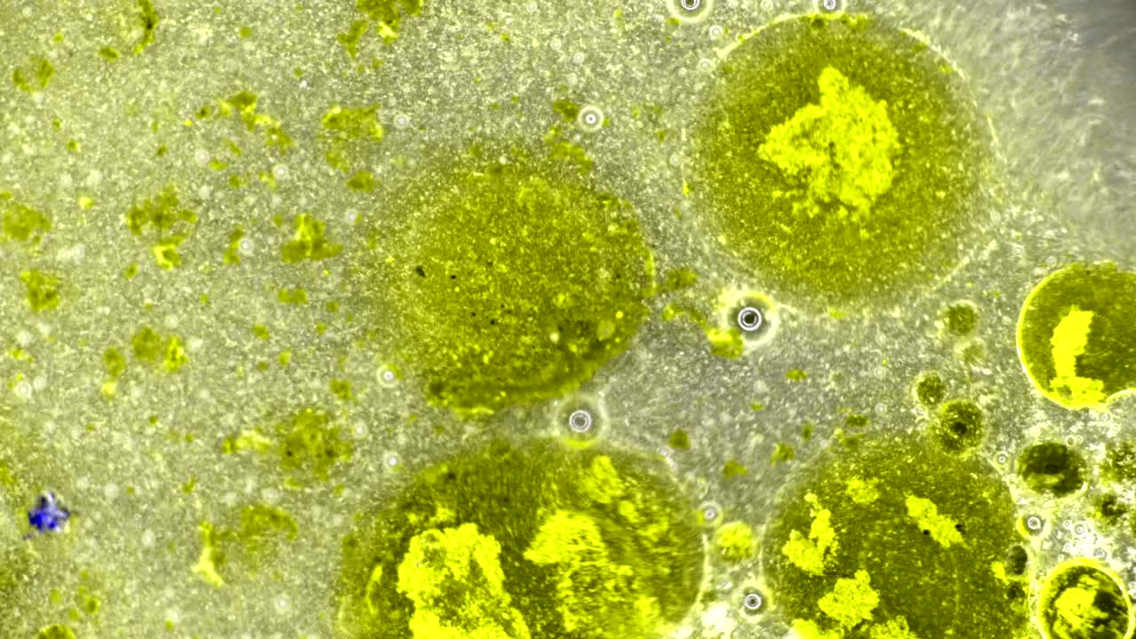 el rizado de las pinturas