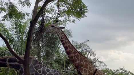 Toma-De-Movimiento-Manual-Que-Captura-La-Jirafa-De-Rothschild,-Giraffa-Camelopardalis-Rothschildi-Con-Piel-Pálida-Distintiva-Comiendo-Comida-En-La-Copa-Del-árbol-Contra-El-Cielo-Nublado-En-El-Zoológico-De-Singapur,-Reservas-De-Vida-Silvestre-De-Mandai