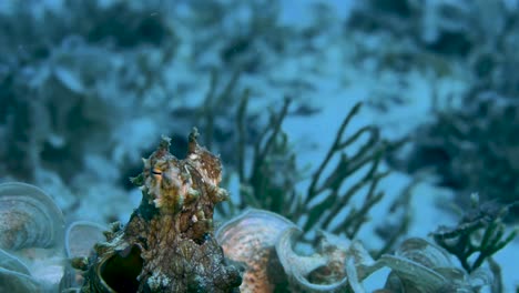 octopus pocking its head in the camera frame