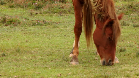 medium shot of a brown new forest pony grazing side on, in a field in the new forest