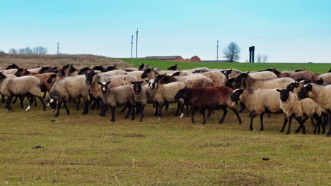 cute fluffy sheep run by the field. white and brown domestic animals in the countryside.
