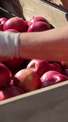 wooden crates full of ripe apples during the annual harvesting period. apples. red apples. apple harvest. vertical video