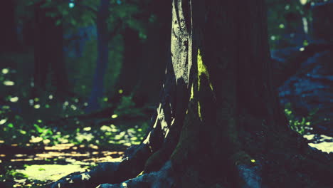 vista detallada de cerca de una textura de suelo forestal con musgo