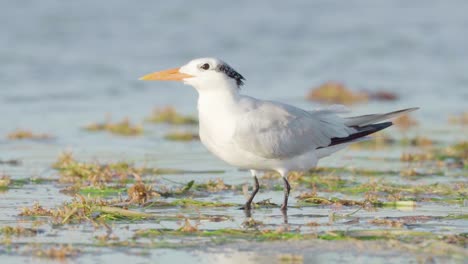 royal tern on sea shore full of seaweed flies off in slow motion