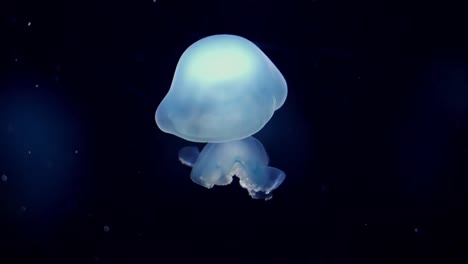 la jalea manchada (mastigiasâ papua), la jalea de la laguna, la medusa dorada o las medusas papuanas