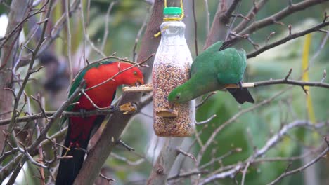 a beautiful pair of king parrots feeding from a backyard bird feeder