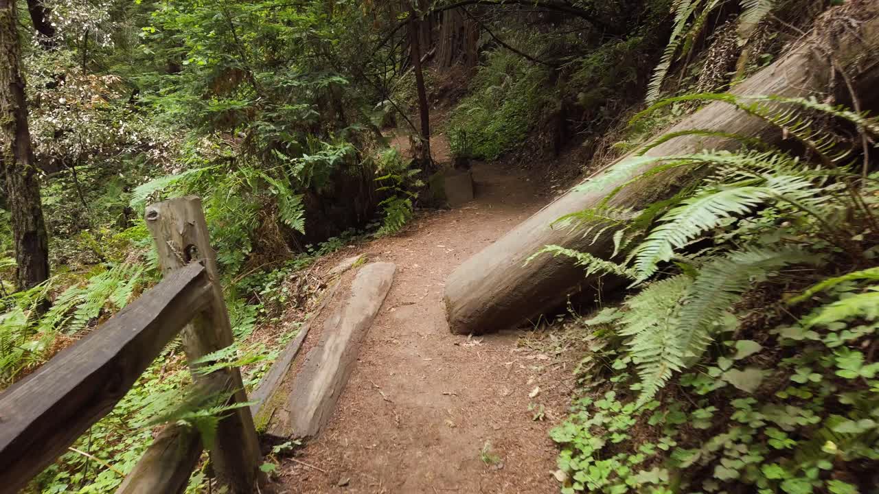 pov en primera persona, caminando por el monumento nacional de muir woods en san francisco