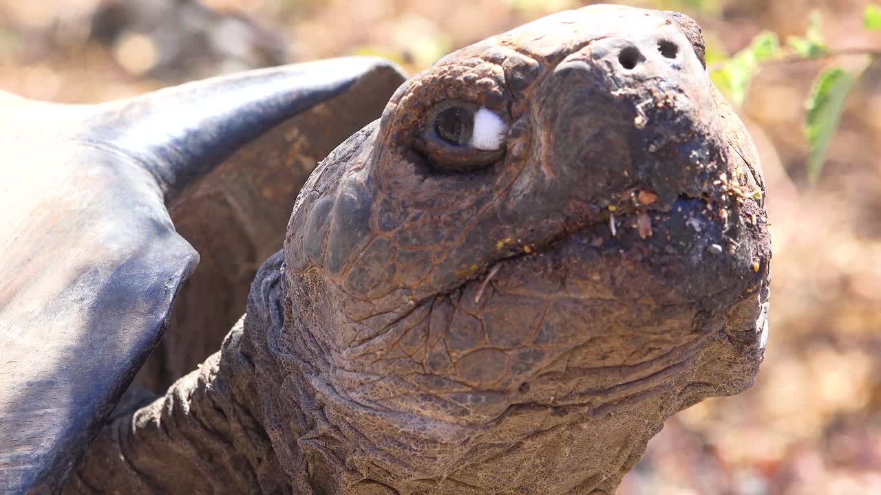 Close up of a giant land tortoise in the Galapagos Islands Ecuador 4
