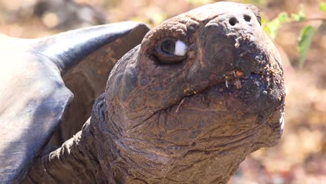 close up of a giant land tortoise in the galapagos islands ecuador 4