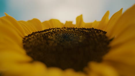 필드에 밝은 노란 해바라기의 클로즈업