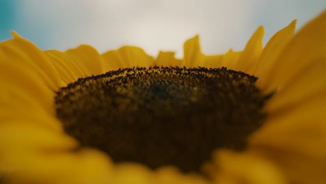 close up of bright yellow sunflower in the field