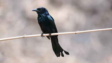 El-Drongo-Con-Cresta-De-Pelo-O-Es-Un-Ave-En-Asia-De-La-Familia-Dicruridae-Que-Era-Conespecífico-Con-Dicrurus-Bracteatus-O-Drongo-Con-Lentejuelas-En-El-Que-Puede-Ser-Difícil-Diferenciar-Entre-Sí