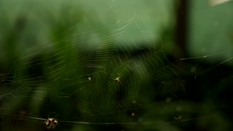 la araña se cuelga de la red en el bosque oscuro